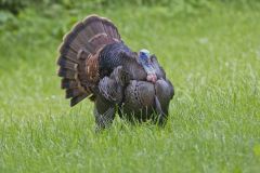 Wild Turkey, Meleagris gallopavo