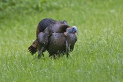 Wild Turkey, Meleagris gallopavo