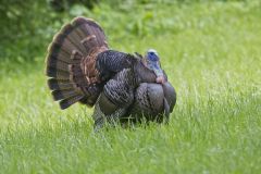 Wild Turkey, Meleagris gallopavo