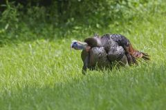 Wild Turkey, Meleagris gallopavo