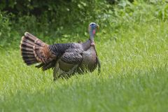 Wild Turkey, Meleagris gallopavo