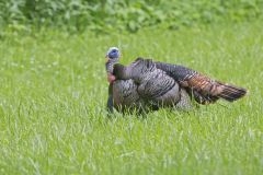 Wild Turkey, Meleagris gallopavo