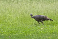 Wild Turkey, Meleagris gallopavo