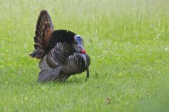 Wild Turkey, Meleagris gallopavo