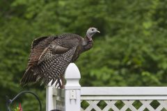 Wild Turkey