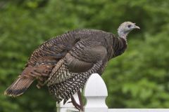 Wild Turkey, Meleagris gallopavo