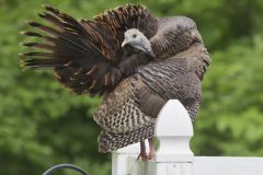 Wild Turkey, Meleagris gallopavo