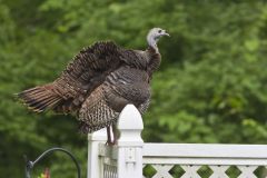 Wild Turkey, Meleagris gallopavo