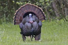 Wild Turkey, Meleagris gallopavo