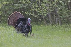 Wild Turkey, Meleagris gallopavo