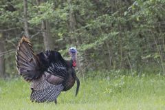 Wild Turkey, Meleagris gallopavo