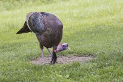 Wild Turkey, Meleagris gallopavo