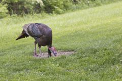 Wild Turkey, Meleagris gallopavo