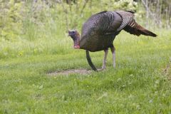 Wild Turkey, Meleagris gallopavo