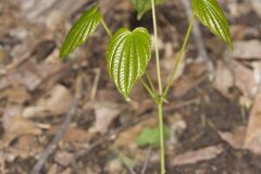 Wild Yam, Dioscorea villosa