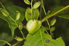 Wild Yam, Dioscorea villosa