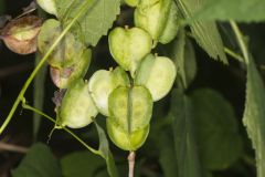 Wild Yam, Dioscorea villosa