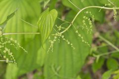 Wild Yam, Dioscorea villosa