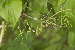 Wild Yam, Dioscorea villosa