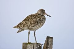 Willet, Tringa semipalmata