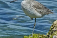 Willet, Tringa semipalmata