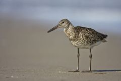 Willet, Tringa semipalmata