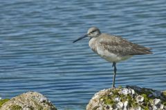 Willet, Tringa semipalmata