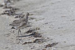 Willet, Tringa semipalmata