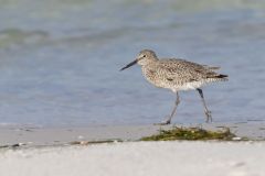 Willet, Tringa semipalmata