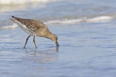 Willet, Tringa semipalmata