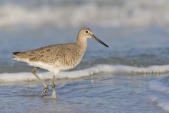 Willet, Tringa semipalmata