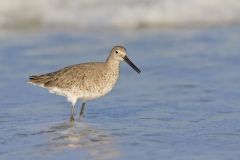 Willet, Tringa semipalmata