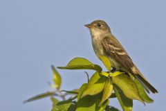 Willow Flycatcher, Empidonax traillii