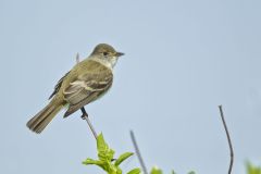 Willow Flycatcher, Empidonax traillii