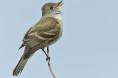 Willow Flycatcher, Empidonax traillii