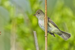 Willow Flycatcher, Empidonax traillii