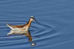 Wilson's Phalarope, Phalaropus tricolor