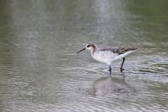 Wilson's Phalarope, Phalaropus tricolor