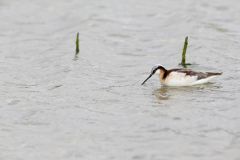 Wilson's Phalarope, Phalaropus tricolor