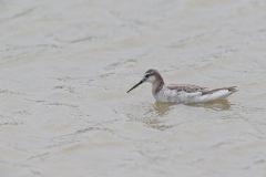 Wilson's Phalarope, Phalaropus tricolor