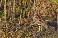 Wilson's Snipe, Gallinago delicata