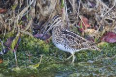 Wilson's Snipe, Gallinago delicata