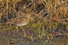 Wilson's Snipe, Gallinago delicata