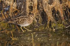 Wilson's Snipe, Gallinago delicata