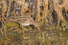 Wilson's Snipe, Gallinago delicata