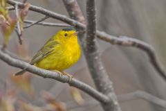 Wilson's Warbler, Cardellina pusilla