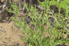 Winged Pigweed, Cycloloma atriplicifolium