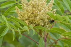 Winged Sumac, Rhus copallinum