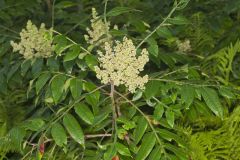 Winged Sumac, Rhus copallinum