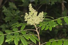 Winged Sumac, Rhus copallinum